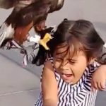 VIDEO: El terror de una niña cuando un águila se aferró a su cabeza mexico