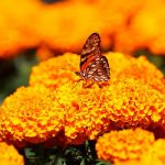 Michoacán celebrará tradición mexicana del Día de Muertos con medidas mexico