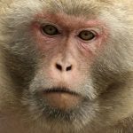 macaco rhesus