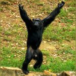 Muere Zakayo, el chimpancé más viejo de Uganda en cautividad zoologico de entebbe