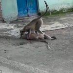 Matanzas de monos en Rio de Janeiro por miedo a la fiebre amarilla brasil