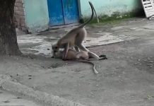 Matanzas de monos en Rio de Janeiro por miedo a la fiebre amarilla brasil