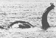 Revelan que animal podría ser el famoso monstruo del Lago Ness escocia
