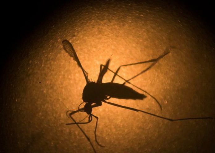 Mosquito_9lxp9Ru oms