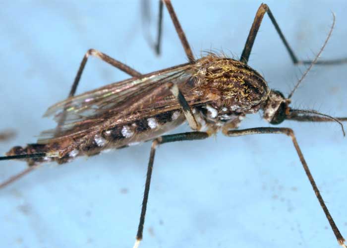 Mosquito_ecwnzfP espana