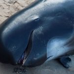 Cachalote muere a causa de 30 kilos de basura que tenía en su estómago espana