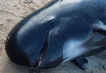 Cachalote muere a causa de 30 kilos de basura que tenía en su estómago espana