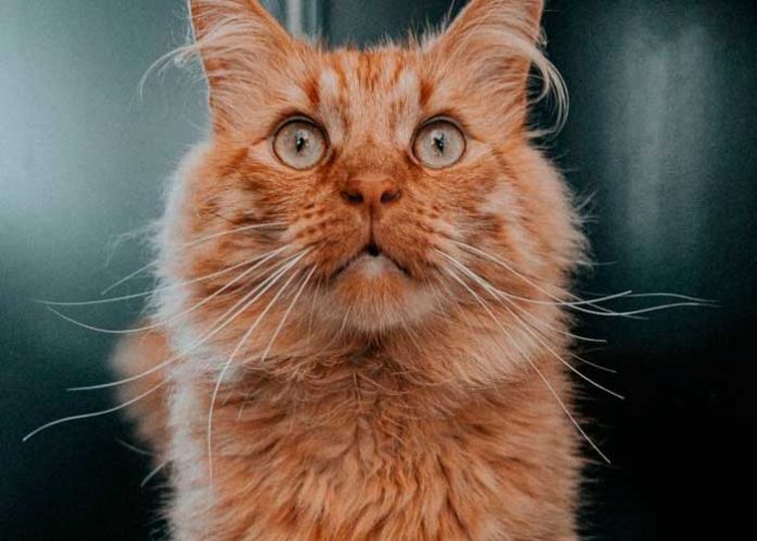 NOTA-4_An8XvjX maniobra