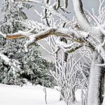 Niño muere aplastado por un árbol tras intensas nevadas en Alemania alemania