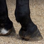 La Maldición del Caballo Negro todavía atemoriza a Villa El Carmen nicaragua
