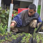 Presentan estrategia para el desarrollo y reconversión de la ganadería nicaragua