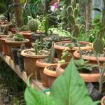 Ometepe: Vivero San Lázaro, un emprendimiento familiar exitoso nicaragua