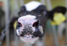 En Holanda inventan un orinal para las vacas