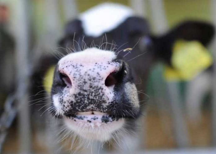 ORINAL