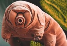 Las criaturas más indestructibles de la Tierra presentan su debilidad nicaragua