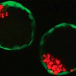 Crean embrión artificial por medio de células madres ovulos