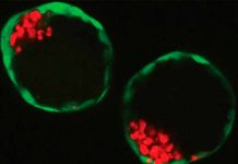 Crean embrión artificial por medio de células madres ovulos