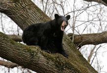 Este es el único animal que puede sobrevivir al fin del mundo oso negro