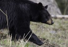 Oso negro arrastra a niña en el patio de su casa en Colorado animal salvaje