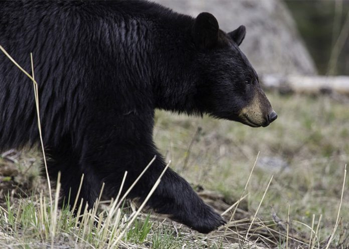 Oso_i5qpaWV animal salvaje