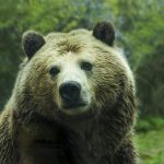 Madre e hijo mueren en presunto ataque de oso grizzly en Canadá lago einarson