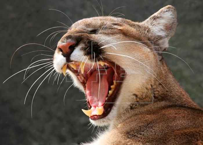 PANTERAS-FLORIDA estados unidos