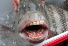 Capturan en EE.UU. a un pez con dientes humanos estados unidos