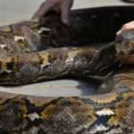 Capturan una pitón gigante de más de 63 kilos en Florida estados unidos