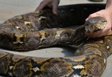 Capturan una pitón gigante de más de 63 kilos en Florida estados unidos