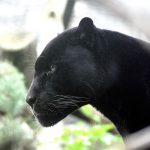 Pantera negra se escapa y desata el pánico en Bruselas animal