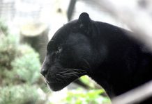Pantera negra se escapa y desata el pánico en Bruselas animal