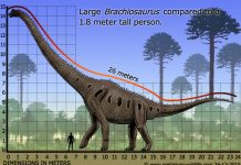 El pie de dinosaurio encontrado en EEUU es el más grande hasta la fecha dinosaurio