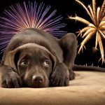 Tips para cuidar a tu mascota del estrés de la pólvora aislamiento acustico