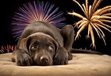 Tips para cuidar a tu mascota del estrés de la pólvora aislamiento acustico