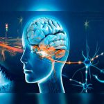 Diseñan circuitos neuronales que reproducen los comportamientos del cerebro nueronas in vitro