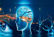 Diseñan circuitos neuronales que reproducen los comportamientos del cerebro nueronas in vitro