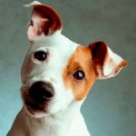 ¿Por qué tu «perrijo» voltea la cabeza cuando le hablas? perros