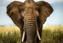 La piel de los elefantes es seca y quebradiza por esta razón elefante