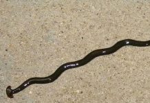 FOTOS: Enormes gusanos depredadores invaden Francia gusano gigante