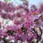 Flores rosa y amarillo pintan esta temporada los paisajes de El Salvador el salvador