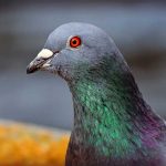 paloma estadounidense