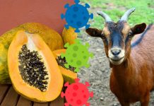 Tanzania: Una cabra y una papaya dan positivo a coronavirus coronavirus