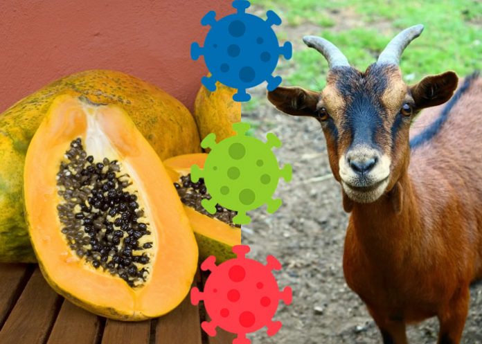 Papaya_coronavirus coronavirus