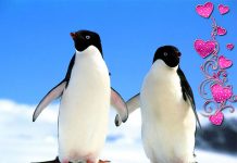 Pingüinos machos enamoran a sus parejas este Día de San Valentín (VIDEO) pinguinos