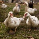 Sacrifican a más de 200 mil patos en Francia por brote de gripe aviar francia