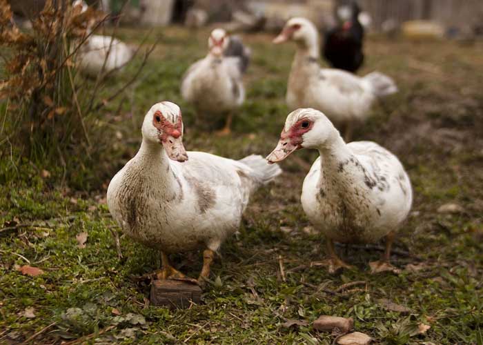 Patos_8vJDlQg francia