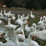 Preocupación en Francia por aumento de gripe aviar francia