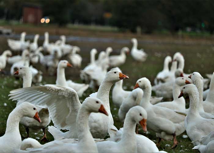 Patos_M4gF0Yu francia