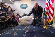 Investigan brote de salmonela en pavos de EE.UU. estados unidos