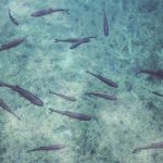 ADN residual puede revolucionar el conocimiento de las especies marinas asia